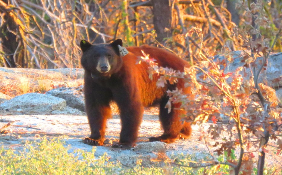 bears-yosemite-ourse-oso-bar-wild-animals.jpg