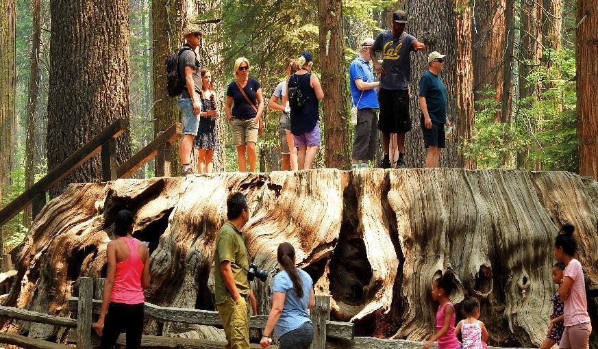 hidden-giant-sequoia-groves-big-trees-redwoods.jpg
