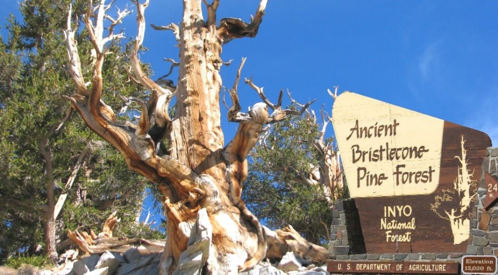 oldest-trees-in-the-world-ancient-Bristlecone-Pine-Forest.jpg