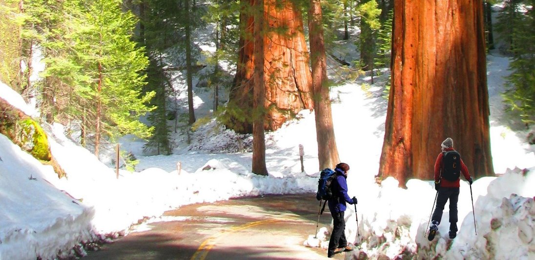 Sequoias-Nationalpark-Dinge-zu-sehen