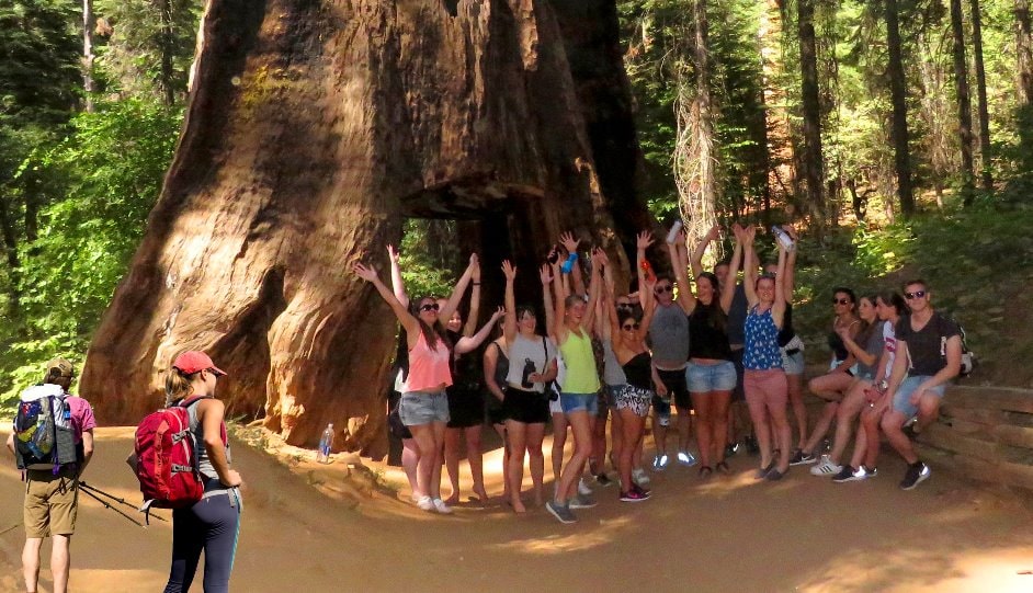 sequoias grove trail yosemite excursiones de un día