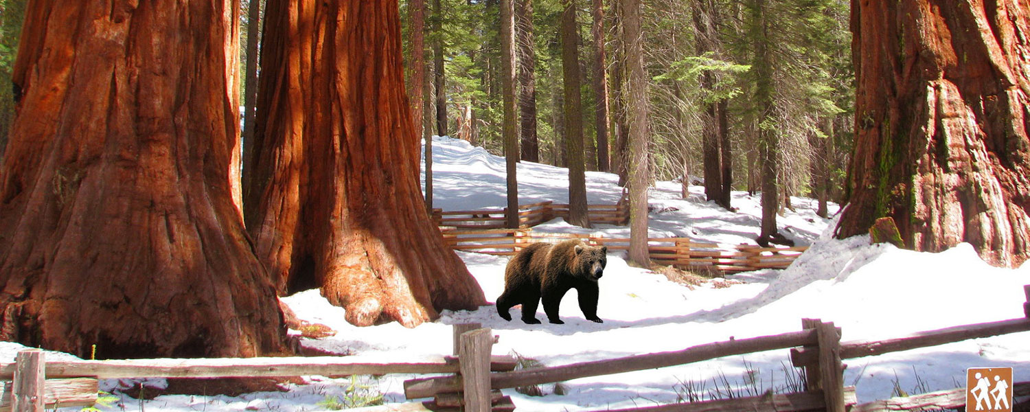 Yosemite-Mariposa-Grove-of-Giant-Sequoias-Winter