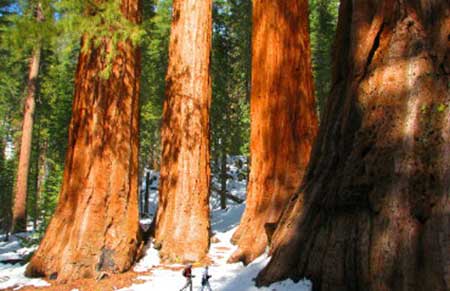 Yosemite-Park-private-tours-from-San-Francisco