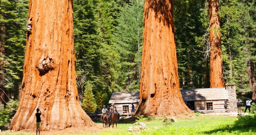 sequoias-gigantes Yosemite mariposa arvoredo